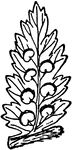 "Frond of fern bearing sporangia in sori."&mdash;Finley, 1917