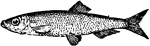 "Sprat, (<em>Clupra sprattus</em>), a fish of the herring family, abundant on the coasts of Great Britain."&mdash;Finley, 1917