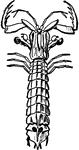 "The common species of Squilla is <em>squilla mantis</u>, so called for its supposed resemblance to the insect mantis."&mdash;Finley, 1917