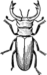 "The largest European species of beetle an adult male sometimes reaching an length of over two inches, and having mandibles about one inch long, which bear some resemblence to the antlers of a stag."&mdash;Finley, 1917
