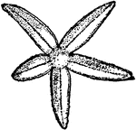 "Starfish for the class Asteroidea of the phylum Echinodermata."&mdash;Finley, 1917