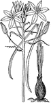"Star of Bethlehem, or Ornithogalum, a genus of bulbous plants belonging to the order Liliacae."&mdash;Finley, 1917