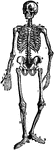 The Human Skeleton. Labels: a, parietal bone; b, frontal; c, cervical vertebrae; d, sternum; e, lumbar vertebrae; f, ulna; g, radius; h, wrist or carpal bones; i, metacarpal bones; k, phalanges; l, tibia; m, fibula; n, tarsal bones; o, metatarsal; p, phalanges; , patella; r, femur; s, haunch (hip) bone; t, humerus; u, clavicle.