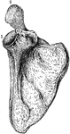 The human scapula bone (shoulder blade). Labels: 1, glenoid cavity; 2, end of the spine of scapula.
