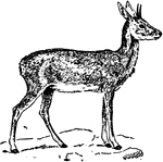 "A small (under two feet) South and East African antelope, in which the horns of the male rarely exceed four inches."&mdash;Finley, 1917