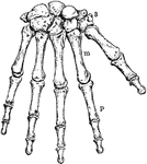 Bones of the Wrist and Hand. Labels: m, metacarpal bones; p, phalanges; 3, bones of wrist.