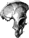 The Os Innominatum, or nameless bone, so called from bearing no resemblance to any known object, is a large irregular shaped bone, which, with its fellow of opposite side, forms the sides and front wall of the pelvic cavity. Labels: R, O, crest of ilium, just below O is seen the anterior superior spinous process; J, tuberosity of ischium; t, part of pubes, between J and T is seen the thyroid foramen: H, acetabulum, below H is seen end of ubic bone which, with its fellow of opposite side, forms the symphysis pubis.