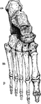 Bones of the Ankle and Foot. Labels: m, metatarsal bones; p, phalanges; ca, os calcis, or heel bone.