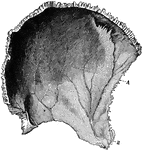 Parietal bone of the human skull, inner surface. The parietal bones form the greater part of the sides and roof of the skull. Labels: A, parietal depression; E, furrow for ramification of arteries.