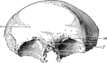Frontal bone of the human skull, outer surface. The frontal bone forms the forehead, roof of the orbital cavities, and the nasal cavity. Labels: 1, frontal eminence; 7, roof of orbital cavitiy; 10, orbital arch.