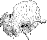 Temporal bone of the human skull. The temporal bones are situated at the sides and base of the skull. Labels: 1, squamous portion; 2, placed below external opening of auditory canal in petrous portion; 3, placed below mastoid portion; 4, placed below glenoid cavity for reception of condyle of lower jaw.