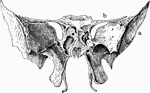 Sphenoid bone, situated the anterior part of the base of the skull, articulating with all the other cranial bones, which it binds firmly and solidly together. Labels: a, greater wing; b, lesser wing.