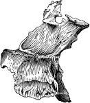 Palate bone. Palate bones form the back part of the roof of the mouth; part of the floor and outer wall of the nasal fossae, and a very small portion of the floor of the orbit.