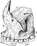Superior maxillary bone. With it's fellow on the opposite side, it forms the whole of the upper jaw. Each bone assists in forming part of the floor of the orbit, the floor and outer wall of the nasal fossae, and the greater part of the roof of the mouth. Labels: 1, orbital surface; 2, facial surface; 3, alveolar process.