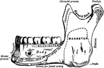 Inferior Maxillary Bone (lower jaw). It is the largest and strongest bone in the face and serves for the reception of the lower teeth.