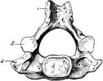 A cervical vertebra of the spine, inferior surface. Labels: 1, spinous process, slightly bifid; 4, transverse process; 5, articular process, inferior surface. Below the arch, or hollow portion, is seen the solid portion, or body.