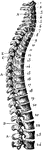 Side view of spinal column, without sacrum and coccyx. Labels: 1 to 7, cervical vertebrae; 8 to 19, dorsal vertebrae; 20 to 24, lumbar vertebrae; A, A, spinous processes; C, D, transverse processes; E, intervertebral aperture or foramen; a, atlas; 2, axis.