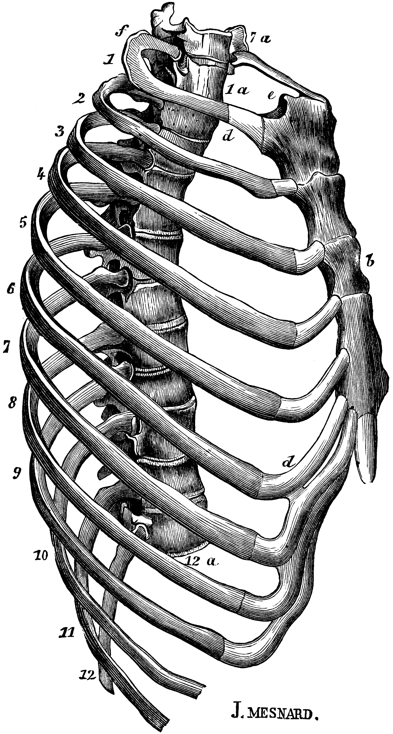 Human Thoracic Cavity