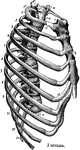 Thorax. The thorax, or chest, is an elongated conical-shaped cage, formed by the sternum and costal cartilages in front, the 12 ribs on each side, and the bodies of the 12 dorsal vertebrae behind. It contains and protects the principal organs of respiration and circulation. Labels: 1 to 12, ribs; d, d, costal cartilages; e, upper end of sternum; b, middle portion of sternum; 1 a, first dorsal vertebra; 12 a, twelfth dorsal vertebra; 7 a, seventh cervical vertebra; 1 to 7, true ribs; 8 to 12, false ribs; 11, 12, floating ribs. 10th rib is defective; it should be attached to the costal cartilage.