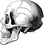 The skull. Labels: a, nasal bone; b, superior maxillary; c, inferior maxillary; d, occipital; e, temporal; f, parietal; g, frontal bone.