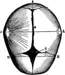 The skull at birth, superior suerface. The cranial bones of the infant at birth are not fullyformed and their edges are separated by membranous intervals. Labels: 1, posterior fontanelle; 2, sagital suture; 4, anterior fontanelle; A, A, bi-parietal diameter; B, B, bi-temporal diamter.