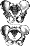 Male pelvis (top) and female pelvis (bottom). The pelvis is stronger and more massively constructed than either the cranial or thoracic cavity. It is composed of 4 bones, the ossa innominata, forming sides and front, and the sacrum and coccyx, completing it behind. The female pelvis differs from that of the male in making it better adapted for giving birth. The most notable differences are that the female pelvis is wider in every direction, giving more room for the child to pass and shallower, which lessens the distance through which the child has to be propelled; and lastly, the bones are thinner and smoother.