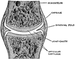 A simple complete joint, one type of movable articulation. The synovial membrane is represented by dotted lines. They have a secreting membrane placed between their opposing surfaces, which keeps them well lubricated and capable of free movement one upon the other.