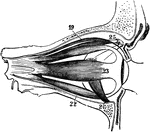 Muscles of eyeball, seen from side. Labels: 19, elevator muscle of eyelid; 22, inferior rectus; 23, external rectus; 24, internal rectus; 25, superior oblique; 26, inferior oblique.