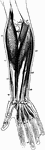 Muscles in front of forearm. Labels: 62, pronator teres; 63, 65, 66, 67, flexors; 70, supinator longus; 71, 77, 78, extensors; a, annular ligament.