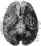 The base of the brain. Labels: 1, longitudinal fissure; 2, 2, anterior lobes of cerebrum; 3, olfactory bulb; 7, optic commissure; 9, 3rd nerve, ; 11, 4th nerve; 13, 5th nerve; 14, crura cerebri, 15, 6th nerve; 16, pons Varolii; 17, 7th nerve; 19, 8th nerve; 20, medulla oblongata; 21, 9th nerve, 23, 10th nerve; 25, 11th nerve; 27, 12th nerve; 28, 29, 30, 31, 32, cerebellum.