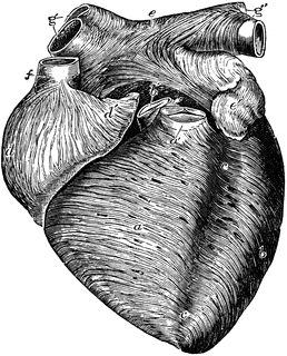 Anterior View of the Heart | ClipArt ETC