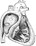 Right side of heart. Labels: A, cavity of right ventricle; B, superior vena cava; C, inferior vena cava; a, wall of right ventricle; b, c, columnae carneae; d, pulmonary vein; e, f, tricuspid valve; m, semilunar valve; o, wall of left ventricle; p, q, v, ascending aorta, arch and descending aorta.