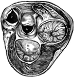 Section of heart at level of valves. Labels: P, pulmonary artery, with flaps of semilunar valve open; A, aorta, with flaps of semilunar valve open; M, closed mitral valve; T, closed tricuspid valve.