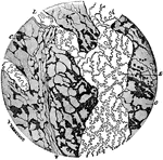 A small portion of a lymphatic plexus, magnified 110 diameters. Labels: L, lymphatic vessel with characteristic endothelium; C, cell spaces of the connective tissue abutting here and there against the lymphatics.