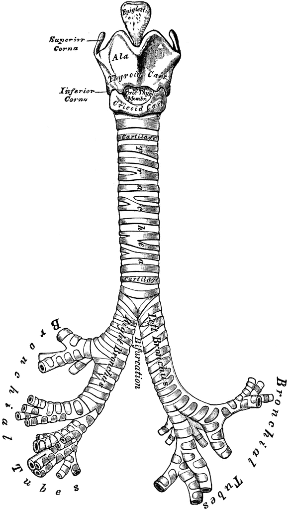 Front View of the Cartilages of the Larynx, Trachea and Bronchi