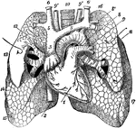 Anterior view of the lungs and heart. Labels: 1, heart; 2, inferior vena cava; 3, superior vena cava; 4, right innominate vein; 5, left innominate vein; 6, jugular vein; 7, subclavian vein; 8, arch of aorta; 8', subclavian artery; 9, left pulmonary artery; 9', 9', carotid artery; 10, trachea; 11, left bronchus; 12, ramifications of right bronchus exposed in upper lobe of right lung; 13, 14, middle lobe; 15, lower lobe; 16, upper lobe of left lung; 17, lower lobe of left lung.