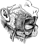 The salivary glands.