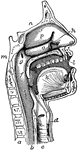 The mouth, nose, and pharynx, with the larynx and commencement of gullet (esophagus), seen in section. Labels: a, vertebral column; b, gullet (esophagus); c, trachea; d, larynx; e, epiglottis; f, soft palate, between f and e is the opening at back of cavity or faces; g, opening of Eustachian tube; h, nasal cavity; k, tongue; l, hard palate; m, sphenoid bone at base of skull; n, roof of nasal cavity; o, p, q, placed in nasal cavity.