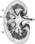 Section through the kidney showing the medullary and cortical portions, and the beginning of the ureter. Labels: ct, cortex; M, medulla; py, papilla of pyramidal section projecting into one of the calices of pelvis; RA, renal artery; RV, renal vein; U, ureter.