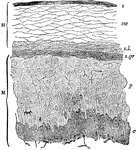 Section of epidermis. Labels: H, horny layer, consisting of s, superficial horny scales; sw, swollen-out horny cells; s.l., clear layer; M, Malpighian layer, consisting of s.gr. granular layer; p, many-sided or prickle cells; c, columnar cells. Nerve fibrils may be traced passing up between the epithelium cells of the Malpighian layer.