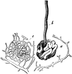 Coiled end of a sweat gland. Labels: a, the coiled end; b, the duct; c, network of capillaries, inside which the sweat gland lies.