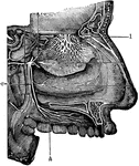 Vertical longitudinal section of nasal cavity. Labels: 1, olfactory nerve; v, branch of fifth nerve; h, hard palate