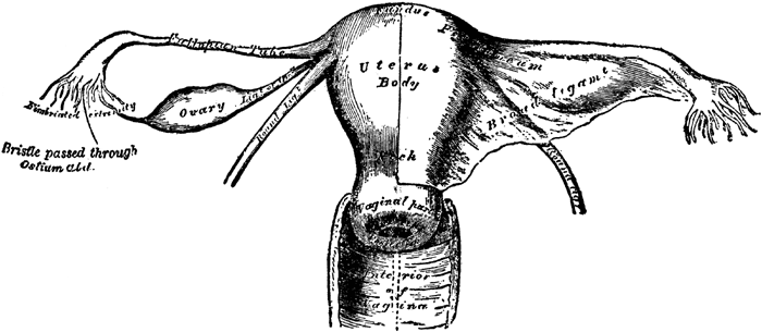 Uterus