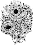 Transverse section of compact tissue of humerus, magnified about 150 diameters. Three of the Haversian canals are seen, with their concentric rings faintly indicated; also the lacunae, with the canaliculi extending from them across the direction of the encircling lamellae, or concentric rings.