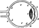 "a, sclerotic membrane; b, cornea; d, retina; o, optic nerve; v, vitreous humor." -Comstock 1850