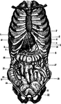 Diagram showing the position of the thoracic and abdominal organs. labels: 1, lower border of right lung; 2, the same of the left lung; 3, liver, right lobe; 4, liver, left lobe; 5, suspensory ligament of the liver; 6, fundus of gall-bladder; 7, cardia of stomach; 8, fundus of stomach; 9, lower border of stomach; 10, position of pylorus; 11, caecum; 12, vermiform appendix; 13, ascending colon; 14, right flexure of colon; 15, transverse colon, concealed by, 19, convolutions of the small intestine; 20, termination of ileum, ascending from right to left; 21, bladder, distended, partly covered by peritoneum; 22, the part of the bladder which is not covered by peritoneum.