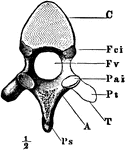 The dorsal vertebra seen from behind, i.e. the end turned from the head. Labels: C, the body; A, neural arch; Fv, the neural ring; Ps, spinous process; Pai, posterior articular process; Pt, transverse process; Fci, articular surfaces on the centrum for articulation with a rib.