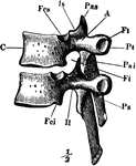 Two dorsal vertebrae viewed from the left side, and in their natural relative positions. Labels: C, the body; A, neural arch; Fv, the neural ring; Ps, spinous process; Pas, anterior articular process; Pai, posterior articular process; Pt, transverse process; Ft, facet for articulation with the tubercle of a rib; Fcs, Fci, articular surfaces on the centrum for articulation with a rib.