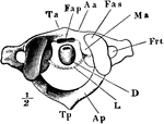 The atlas, which is the first cervical vertebra. Labels: Aa, body of atlas, D, odontoid process of axis; Fas, facet on upper side of atlas with which the skull articulates; L, transverse ligament; Frt, vertebral foramen.
