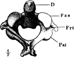 The axis, which is the second cervical vertebra. Labels: D, odontoid process of axis; Fas, facet on upper side of atlas with which the skull articulates; Frt, vertebral foramen.